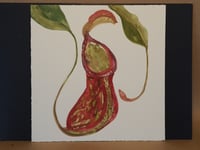 Pitcher Plant
