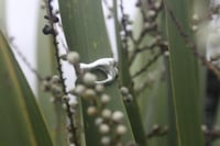 Image 3 of Sea Foam