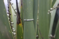 Image 3 of Rippled Band