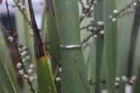 Image 1 of Rippled Band