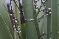 Image 2 of Rippled Band