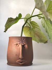 Image 2 of Charlotte- Pothead