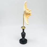 Image 5 of Étoile de mer sur socle en bois tourné  - Pentaceraster alveolatus  - cabinet de curiosités