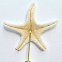 Image 4 of Étoile de mer sur socle en bois tourné  - Pentaceraster alveolatus  - cabinet de curiosités