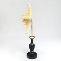 Image 6 of Étoile de mer sur socle en bois tourné  - Pentaceraster alveolatus  - cabinet de curiosités