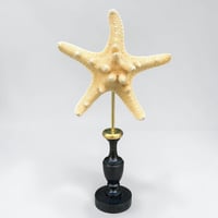 Image 1 of Étoile de mer sur socle en bois tourné  - Pentaceraster alveolatus  - cabinet de curiosités