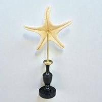 Image 7 of Étoile de mer sur socle en bois tourné  - Pentaceraster alveolatus  - cabinet de curiosités