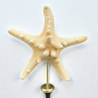 Image 3 of Étoile de mer sur socle en bois tourné  - Pentaceraster alveolatus  - cabinet de curiosités