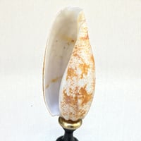 Image 3 of Coquillage Conus geographus sur socle en bois Napoléon III fin XIXe -  Cabinet de curiosités 