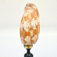 Image 4 of Coquillage Conus geographus sur socle en bois Napoléon III fin XIXe -  Cabinet de curiosités 