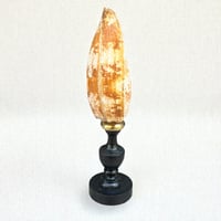 Image 5 of Coquillage Conus geographus sur socle en bois Napoléon III fin XIXe -  Cabinet de curiosités 