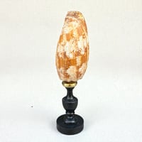 Image 6 of Coquillage Conus geographus sur socle en bois Napoléon III fin XIXe -  Cabinet de curiosités 