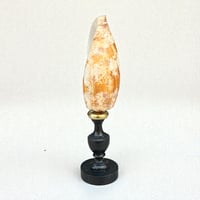 Image 7 of Coquillage Conus geographus sur socle en bois Napoléon III fin XIXe -  Cabinet de curiosités 