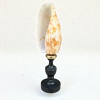 Image 1 of Coquillage Conus geographus sur socle en bois Napoléon III fin XIXe -  Cabinet de curiosités 