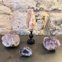 Image 2 of Coquillage Conus geographus sur socle en bois Napoléon III fin XIXe -  Cabinet de curiosités 