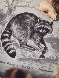 Image 2 of RACCOON | SHORELINE WANDERER [t-shirt]