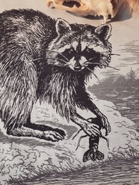 Image 3 of RACCOON | SHORELINE WANDERER [t-shirt]