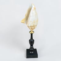 Image 1 of Ancien coquillage Lambi - Strombe sur socle en bois tourné fin XIXe -  Cabinet de curiosités