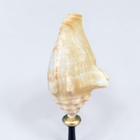 Image 4 of Ancien coquillage Lambi - Strombe sur socle en bois tourné fin XIXe -  Cabinet de curiosités