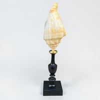 Image 7 of Ancien coquillage Lambi - Strombe sur socle en bois tourné fin XIXe -  Cabinet de curiosités
