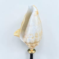 Image 3 of Ancien coquillage Lambi - Strombe sur socle en bois tourné fin XIXe -  Cabinet de curiosités