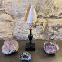 Image 2 of Ancien coquillage Lambi - Strombe sur socle en bois tourné fin XIXe -  Cabinet de curiosités