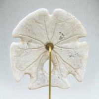 Image 5 of Ancien Dollar des sables sur socle en bois tourné fin XIXe - test d'oursin Encope grandis