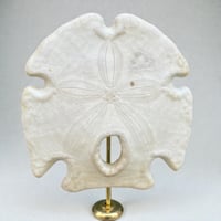 Image 4 of Ancien Dollar des sables sur socle en bois tourné fin XIXe - test d'oursin Encope grandis
