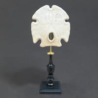 Image 1 of Ancien Dollar des sables sur socle en bois tourné fin XIXe - test d'oursin Encope grandis