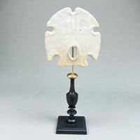 Image 3 of Ancien Dollar des sables sur socle en bois tourné fin XIXe - test d'oursin Encope grandis