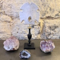 Image 2 of Ancien Dollar des sables sur socle en bois tourné fin XIXe - test d'oursin Encope grandis