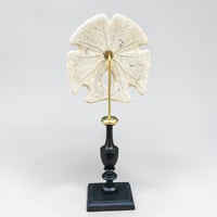 Image 8 of Ancien Dollar des sables sur socle en bois tourné fin XIXe - test d'oursin Encope grandis