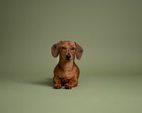 Image 3 of Mini Pet Sessions - Sunday 16th May 2026