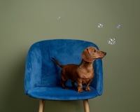 Image 2 of Mini Pet Sessions - Sunday 16th May 2026