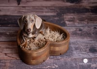 Image 4 of Mini Pet Sessions - Sunday 16th May 2026