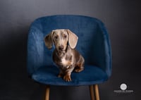 Image 5 of Mini Pet Sessions - Sunday 16th May 2026