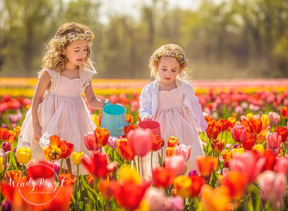 Dalton Farms Tulip Minis