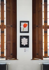 Image 2 of Tulipe en émoi