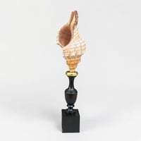 Image 1 of Coquillage escargot de mer Fasciolaria Trapezium sur socle en bois tourné fin XIXe - 