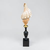 Image 8 of Coquillage escargot de mer Fasciolaria Trapezium sur socle en bois tourné fin XIXe - 