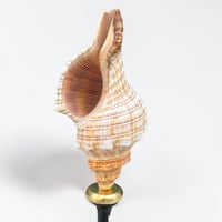 Image 4 of Coquillage escargot de mer Fasciolaria Trapezium sur socle en bois tourné fin XIXe - 