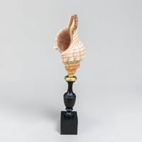 Image 3 of Coquillage escargot de mer Fasciolaria Trapezium sur socle en bois tourné fin XIXe - 