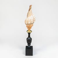 Image 6 of Coquillage escargot de mer Fasciolaria Trapezium sur socle en bois tourné fin XIXe - 