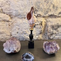 Image 2 of Coquillage escargot de mer Fasciolaria Trapezium sur socle en bois tourné fin XIXe - 