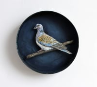 Turtle Dove