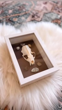 Image 1 of Framed Mink Skull