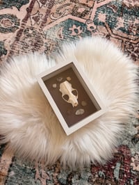 Image 2 of Framed Mink Skull