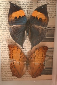 Image 3 of Kallima Inachus & Vindula Erota