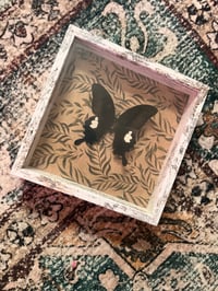 Image 1 of Common Mormon Butterfly 