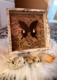 Image 2 of Common Mormon Butterfly 